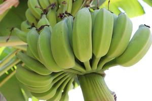 leckeres und gesundes rohes Bananenbündel