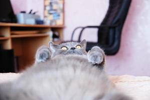 eine graue katze britischer oder schottischer rasse liegt auf dem bett foto