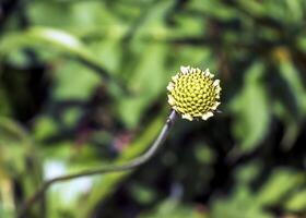 Riese Blume Knospe - - Latein Name - - Cephalaria Gigantea. botanisch Garten im Dnjepr, Ukraine foto