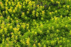 Textur von grünen Bodenpflanzen auf den Klippen Mallorca Spanien. foto