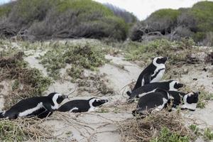 schlafende pinguine boulders beach kapstadt, südafrika.