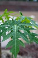 Papaya grünes Blatt in der Gartenfarm foto