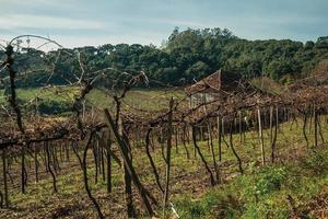 ländliche Landschaft mit altem Bauernhaus inmitten von Weinbergen, umgeben von bewaldeten Hügeln in der Nähe von Bento Goncalves. eine freundliche Landstadt im Süden Brasiliens, die für ihre Weinproduktion bekannt ist.