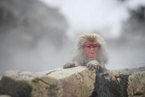 Schneeaffe in Nagano, Japan foto