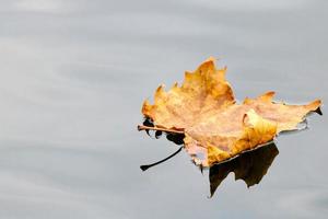 goldenes Herbstblatt im blauen Wasser foto