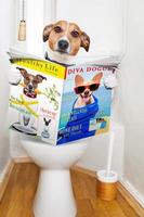 Hund auf Toilettensitz foto