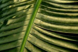 Grün Palme Blatt Muster Textur abstrakt Hintergrund tropisch Wald, Konzept von Ökologie und Ziel Fortschritt, Freiheit Reise Lebensstil Urwald Hintergrund, exotisch Pflanze. Sommer- tropisch foto