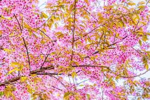 wilde Himalaya-Kirschblüte. foto