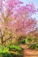 wilde Himalaya-Kirschblüte. foto