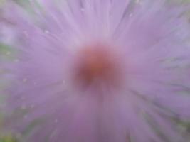 Mimose Pudica Blume, sensible Wildpflanze foto