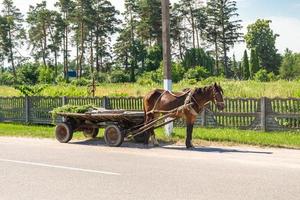 schöner wilder brauner pferdehengst auf sommerblumenwiese foto