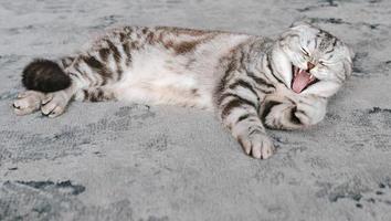 entzückende graue schottische katze, die auf grauem teppich legt. Haustiere, Pflege, Liebe, süßes Konzept