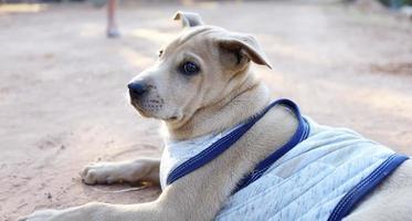 Ein kleiner thailändischer Hund, der darauf wartet, dass der Besitzer nach Hause geht foto