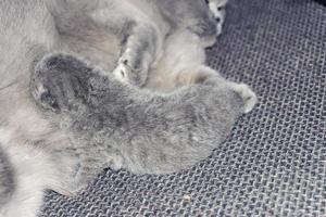 Mutter eine Katze liegt mit einem Kätzchen foto