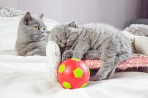 Kätzchen spielt mit einem Ball foto