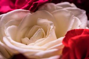 Creme Rosen Bouquet, Haufen. Nahaufnahme der natürlichen roten Rosen. Selektiver Fokus Blumen und isoliertes Aquarell foto