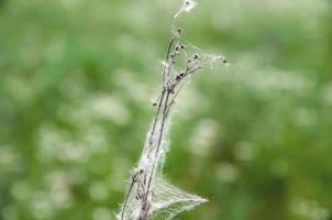 tote trockene Pflanze in einem Spinnennetz auf grünem Hintergrund foto