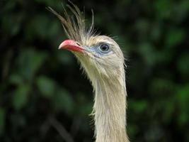 seriema typischer vogel von brasiliens cerrados foto