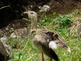 seriema typischer vogel von brasiliens cerrados foto