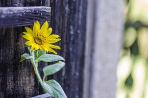 Sonnenblume an der alten Tür foto