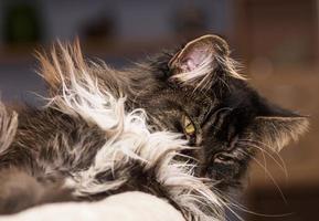 Maine Coon Katze mit zerzaustem Fell nach dem Schlafen Nahaufnahme foto