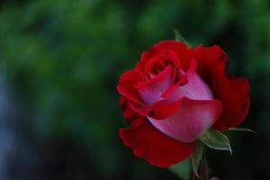 rote Rose für die Liebe foto