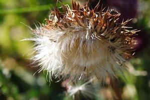 Blüte einer Distel foto