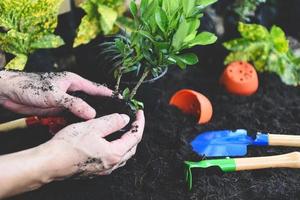 Pflanze in der Hand zum Pflanzen im Garten - wachsende Pflanzenarbeiten von Gartenwerkzeug im Hinterhof foto