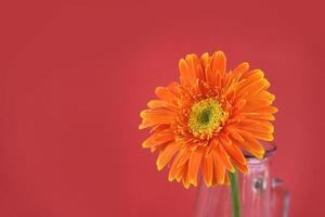 orange gerbera gänseblümchenblume frühling sommer schön im glas auf rot