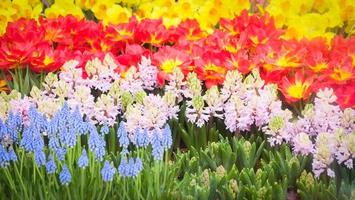 bunte Tulpenblumendekoration im Garten - schönes Tulpenfeld blühender Frühlingsblumenhintergrund foto