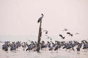 Anastomus Oscitans großer Watvogel in der Storchenfamilie asiatische Openbill-Storchvögel im See foto