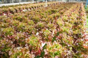 Hydroponische Farm Salatpflanzen auf Wasser ohne Erde Landwirtschaft im Gewächshaus Bio-Gemüse Hydroponik-System Junger und frischer Roteichensalatsalat