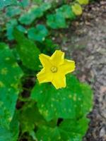 die Blüte bunte Blumen und Pflanzen im Garten und Wald foto