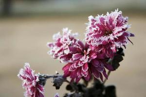 Herbst blühende Blumen von rosa Farbe mit Schnee bedeckt. gefrorene Chrysanthemenblüten im Garten. rosa Blüten sind mit Frost bedeckt foto