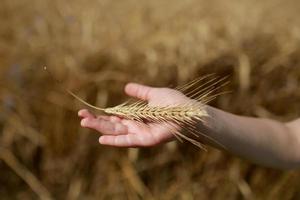 Kinderhand hält ein Ährchen Weizen auf dem Feld, auf dem Land. Landwirtschaft. reiche Ernte. horizontales Foto. selektiver Fokus foto