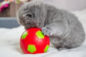 kleines Kätzchen spielt mit einem Ball foto