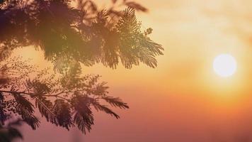 Zweig einer silbernen Akazie auf einem Hintergrundsonnenuntergang foto