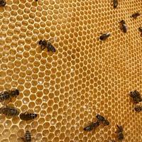 geflügelte Biene fliegt langsam zu Honigwaben Sammeln Sie Nektar für Honig auf einem privaten Bienenstand von Blumen