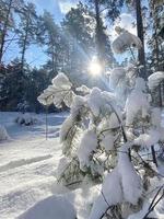 Fotografie zum Thema Winterschneewald, schöner heller Sonnenuntergang