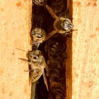 Hintergrund Sechseck Textur, Wachswabe aus Bienenstock gefüllt mit goldenem Honig foto