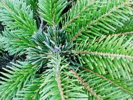 grüne spitze baumzweige sind symbol für neues jahr und weihnachten.