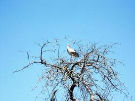schöner Vogelstorch mit Flügeln sitzt auf einem Ast des alten Baumes foto