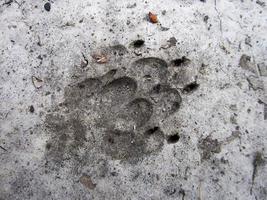 Fotografie zum Thema großer Fußabdruck Tier Hund Nahaufnahme foto