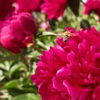 geflügelte Biene fliegt langsam zur Pflanze, sammelt Nektar für Honig auf privatem Bienenstand von Blume