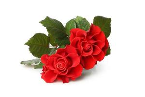 schöne rote Rosen auf weißem Hintergrund foto