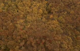 Luftaufnahme im Herbstwald