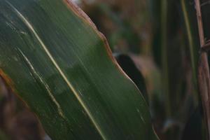 grüner Hintergrund von Maisblättern, die nach dem Regen mit großen Tropfen bedeckt sind. foto