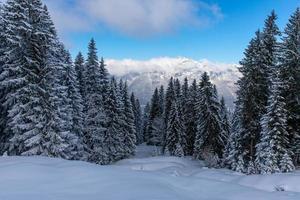 schneebedeckte Kiefern im Alpenwald foto