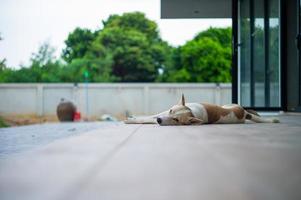 Nahaufnahme schläfriger Hund legt sich vor dem Haus auf den Boden und schaut in die Kamera. verärgerter Hund foto