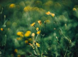 Blumen gelbgrün foto